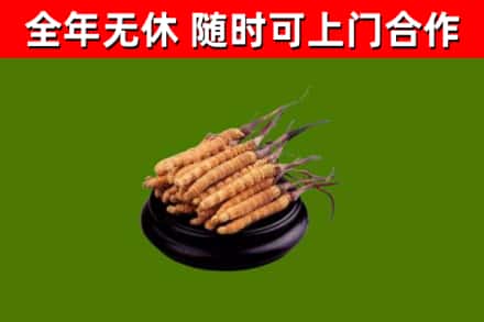 霸州市烟酒回收冬虫夏草.jpg